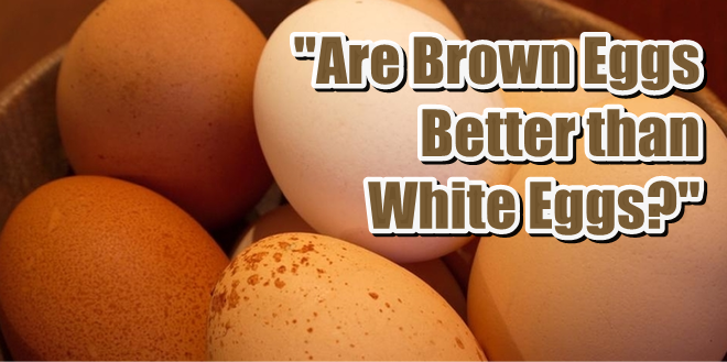 Are Brown Eggs Better than White Eggs