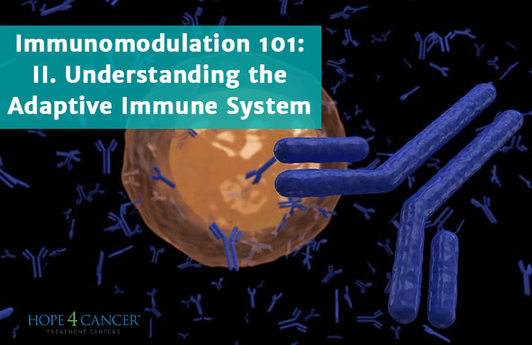 Immunomodulation 101: II. Understanding the Adaptive Immune Response