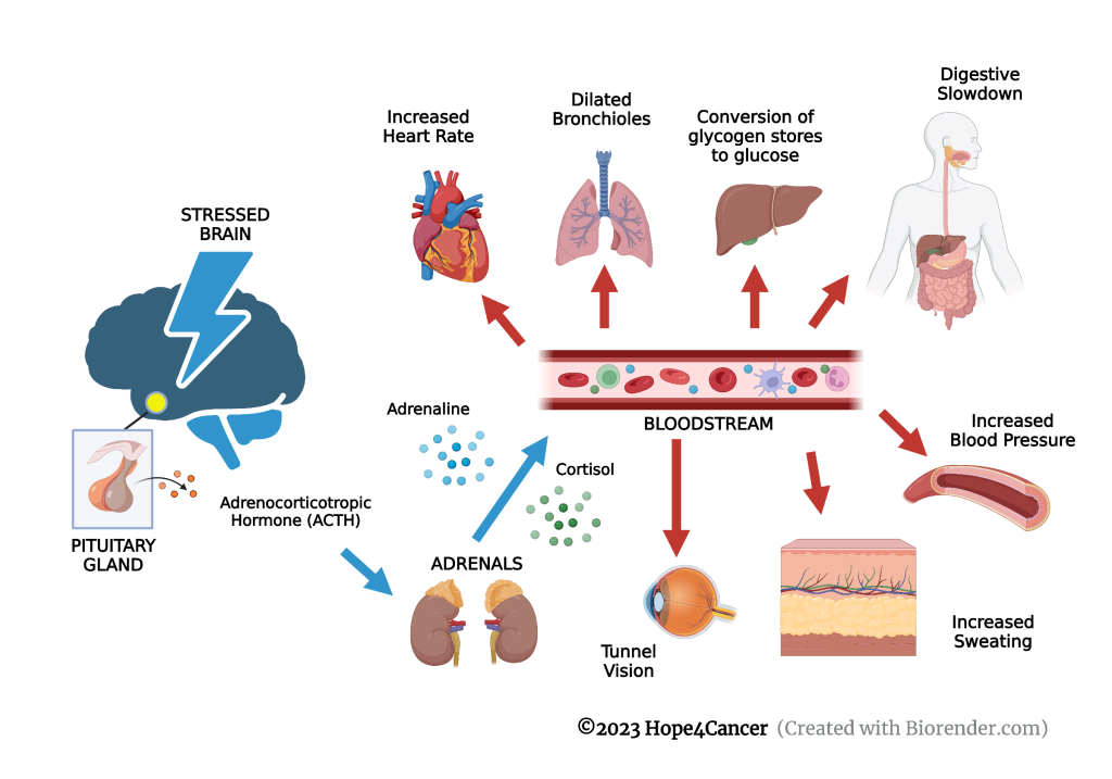 Diagram showing how stress effects various organs of the body