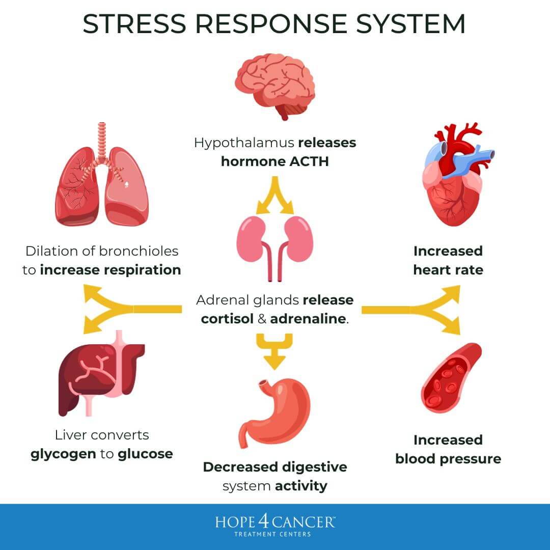 stress-responce-system