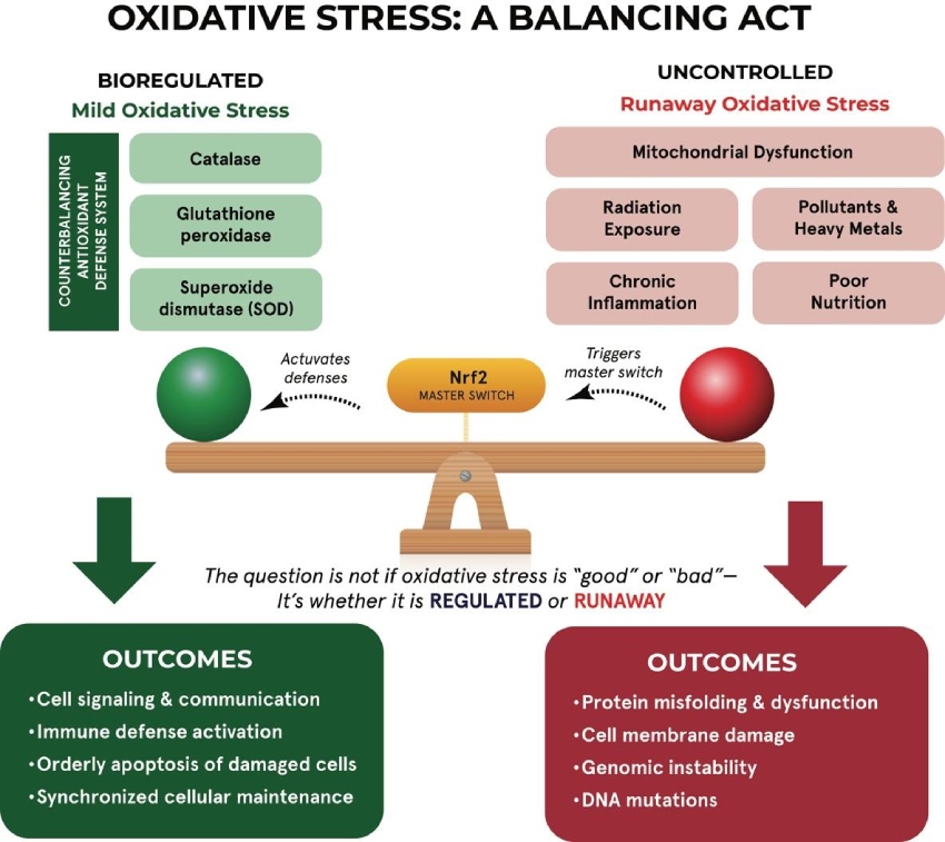 Oxidative Stress: A Balancing Act